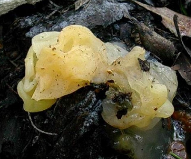 1214 Dicembre vecchio ritrovamento